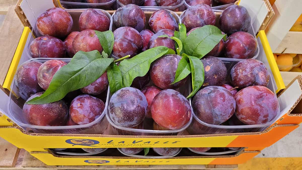 Susina - Emilia Romagna - 2,50 euro al chilogrammo